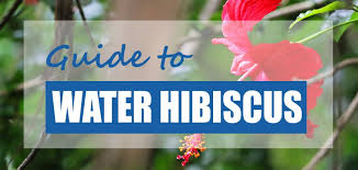 How to properly care for and plant scarlet rosemallow in garden water hibiscus, also known as scarlet rosemallow and swamp hibiscus, belongs to the mallow family (malvaceae) and the genus hibiscus, which also. Water Hibiscus Growing Facts Care Benefits Hibiscus Coccineus Pond Informer