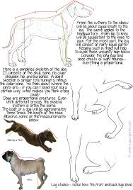 The stifle joint connects the femur, which is the dog thigh bone, to the tibia and fibula, the lower leg bones, and the patella,the canine equivalent to the knee cap. Anatomy Of A Dogs Leg Anatomy Drawing Diagram