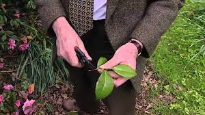 If your soil is too alkaline, you can either amend it regularly with an acidic fertilizer, or try growing camellias in pots so you can easily control the soil ph. Cuttings From Chamelias Youtube