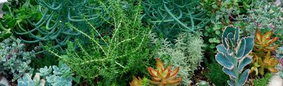 Learn how to care for these plants. Winter Care For Cacti And Succulents Melinda Myers
