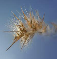 Why Are Grass Seeds So Bad For Dogs Mayne Vets