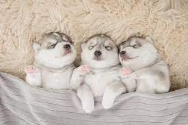 How to get husky puppy to stop biting. How Do I Get My Siberian Husky Puppy To Stop Biting Petskb