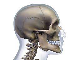 What type of bones make up the neck head and shoulder : Occipital Bone Anatomy Function And Treatment