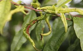 Tipps Gegen Die Krauselkrankheit Garten Ideen Gemuse Pflanzen Schadlinge Im Garten