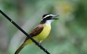 O que significa receber a visita de um bem-te-vi | abc+
