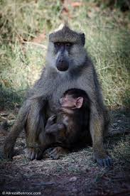 Olive Baboon And Her Baby Amboseli National Park Kenya Baby Animals Baboon Ape Monkey