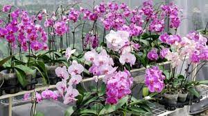 Ciri ciri anggrek bulan alias phalaenopsis: 4 Ciri Ciri Bunga Anggrek Cosmogirl