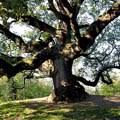 Se l'albero &egrave; monumentale scatta l'autorizzazione paesaggistica - In ...