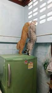 Baik anda seorang pecinta kucing atau bukan, tidak ada yang ingin berhadapan cara menenangkan kucing. Skodeng Jiran Sebelah Beli Langsir Cara Gemukkan Kucing Facebook