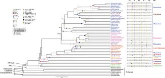 Image result for Decorsea schlechteri