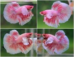 The pink betta fish can sometimes appear almost translucent. De 004 Thai Import Red Pink Halfmoon Dumbo Ear Live Male Betta Betta Fish Betta Fish