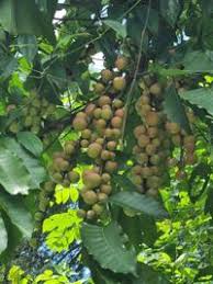 Image result for Aphanamixis