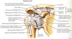 However, one can recover the strength, and guard the shoulder ligaments by performing certain exercises. Shoulder Sergery Shoulder Joint Anatomy Shoulder Anatomy Joints Anatomy