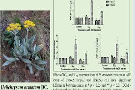 Image result for Helichrysum acutatum