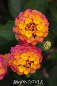 Lucky Series Lantana Monrovia Lucky Series Lantana Lantana Flowers Plants