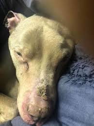 A college student found a homeless pit bull named Watson and took him to  emergency care after seeing he was sick, starving, and in pain. A shelter  staff member then spent Watson's