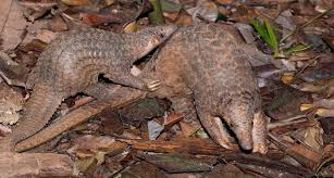 The african wildlife foundation is a 501(c)3 nonprofit charity. Using Genetics To Help Save World S Most Trafficked Mammal The Pangolin Smithsonian Insider