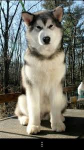  11 Ide Spike Hewan Anjing Binatang