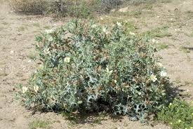 Image result for Argemone ochroleuca