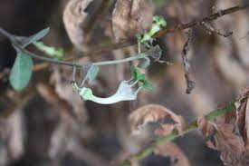 Image result for Ceropegia rendallii