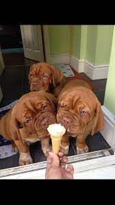 Dogue De Bordeaux Puppies For Sale Mansfield Nottinghamshire Pets4homes French Mastiff Dog Mastiff Puppies Mastiffs