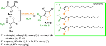 Image result for Tinnea antiscorbutica