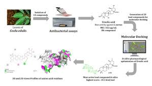 Image result for Coula edulis