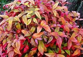 When plants are transported or removed plants, care is needed not to spread seeds (langeland et al., 2008). Nandina Nana Dwarf Nandina Hello Hello Plants Garden Supplies