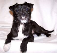 Black And White Jack Russell Terrier Lab Mix Pug Hybrid Dogs Pug Mix Pug Terrier Mix Mixed Breed Dogs
