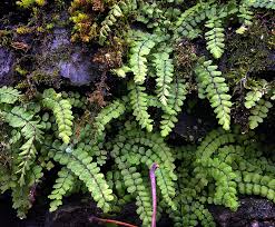 Image result for Asplenium trichomanes