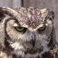 Owl-O-Ween Owl Prowl event image