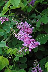 Image result for Indigofera lydenburgensis