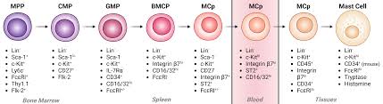 Image result for Mast Cell