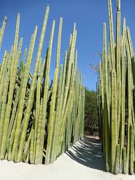 Image result for Lophocereus marginatus