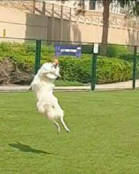 This is why we offer customized solutions for all breeds and ages of dogs! Dog Boarding In Dubai Marina With Best Prices On Petbacker