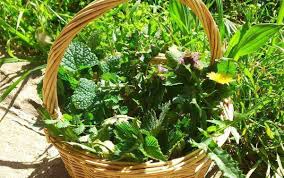 Con la bella stagione e le passeggiate all'aria aperta, le erbe spontanee e le piante commestibili sono a portata di mano: Le Erbe Spontanee Nella Cucina Veneta Festival Cucina Veneta