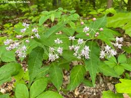 Image result for Asclepias graminifolia