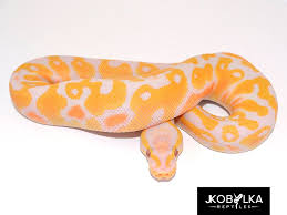 Lavender albino ball pythons for sale in the united states. Lavender Albino Pastel Yellow Belly Morph List World Of Ball Pythons Snake Lovers Pastel Yellow Albino