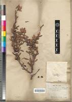 Image result for Terminalia boivinii