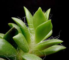 Image result for Anacampseros subnuda