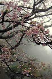 Taiwan Beautiful Nature Nature Beautiful Tree