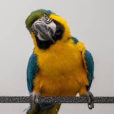 鸚鵡 macaw 金剛鸚鵡 parrot 朱迪迪 琉璃金剛 藍黃金剛 藍黃金剛鸚鵡 blue and gold macaw 琉璃金剛鸚鵡 blue and yellow macaw. è—é»ƒé‡'å‰›é¸šéµ¡ å‹•ç‰©åœ–é'' Dmm Kariyushiæ°´æ—é¤¨