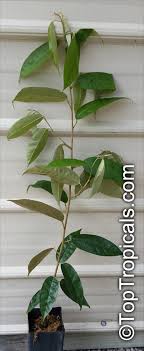 To many asians, the stink is a welcome odor for they regard. Durio Sp Durian Durian Kuning Durian Merah Toptropicals Com