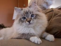 Birman Ragdoll Mix Kittens For Sale Ragdoll Cat Cross Tabby Ragdoll Kitten Ragdoll Cat Cat Care