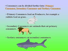 Consumers - J. Williamsbiome Project