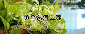 「盆栽」均為組合商品，更多詳細介紹請詳閱「單品」內容（單品連結圖示位於價格下方）。 【尺寸摘要】 花器尺寸：長13、寬10、高9cm 植物高度：上半身高約12~14cm ± 30% 盆栽總高：約21~23cm（花器高度 + 植物上半身高度） 【商品注意事項】 植栽為有生命的商品，受各種生長因素影響，高度僅供參考! é»„é‡'è'›æ€Žä¹ˆå…» å'è´¢å†œä¸šç½'