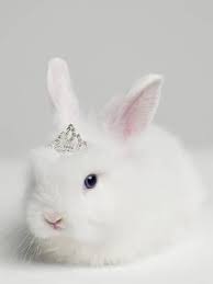 White Bunny Rabbit Wearing Tiara Close Up Studio Shot Photographic Print Roger Wright Art Com In 2021 Cute Animals Cute Baby Animals Cute Baby Bunnies