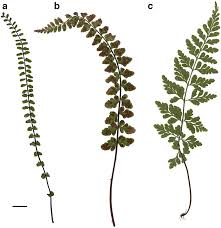Image result for Asplenium trichomanes
