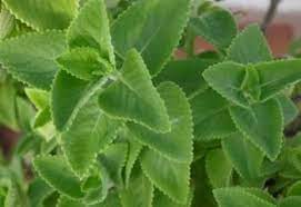Karpuravalli Country Borage Home Remedies Plant Benefits Herbs
