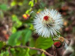 Image result for Crassocephalum radiatum